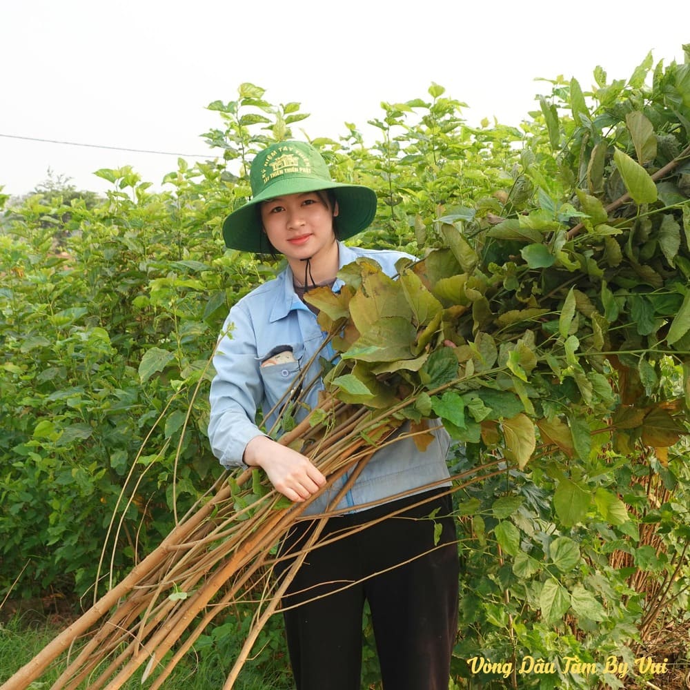 Làm thủ công từ cành dâu đực nhà trồng