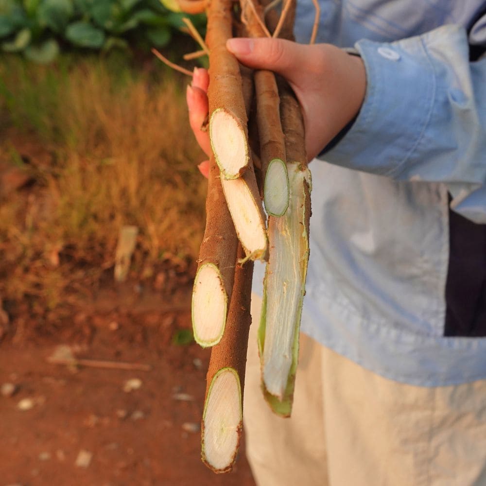 Không tẩm hóa chất, không sơn bóng